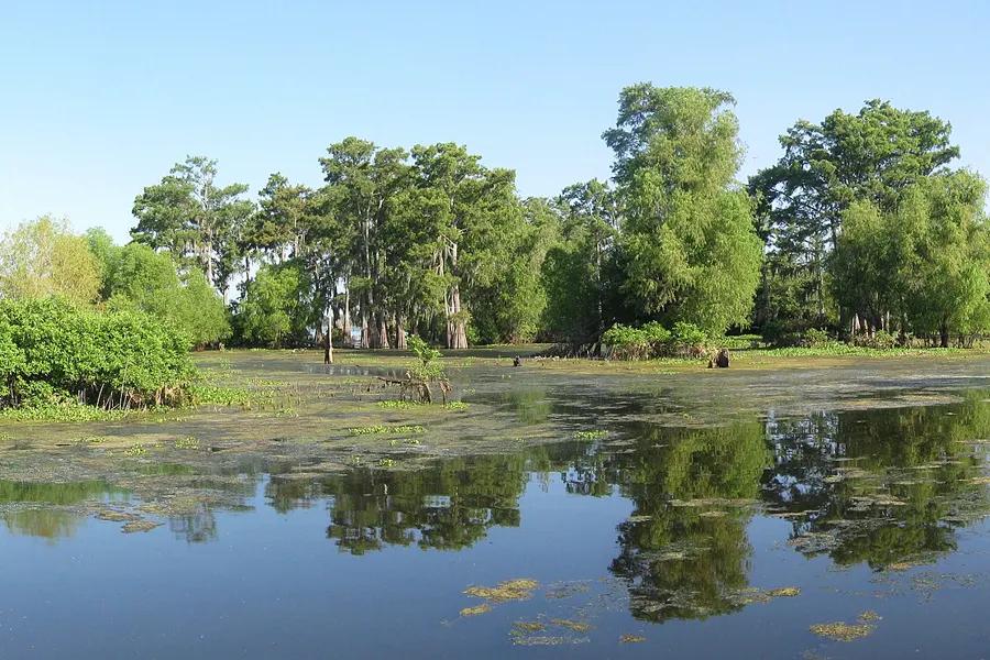 Cypress trees along still water in the Atchafalaya Basin