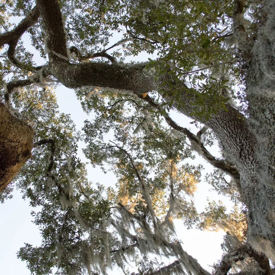 Live oak branches hung with Spanish moss