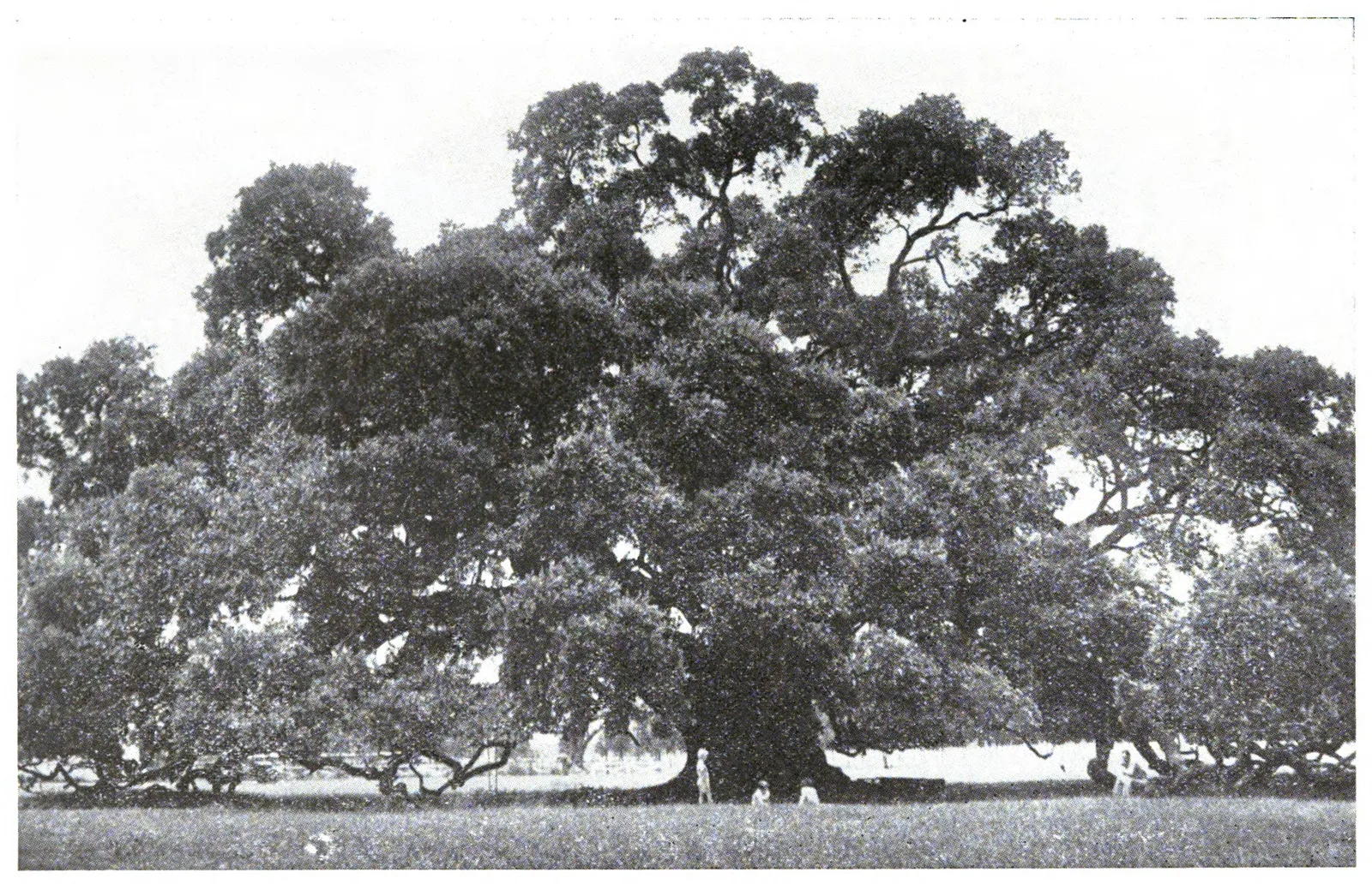 A huge live oak spreading over a field, in a black-and-white photo
